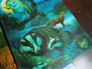 Explorando o Mundo da Meia Noite